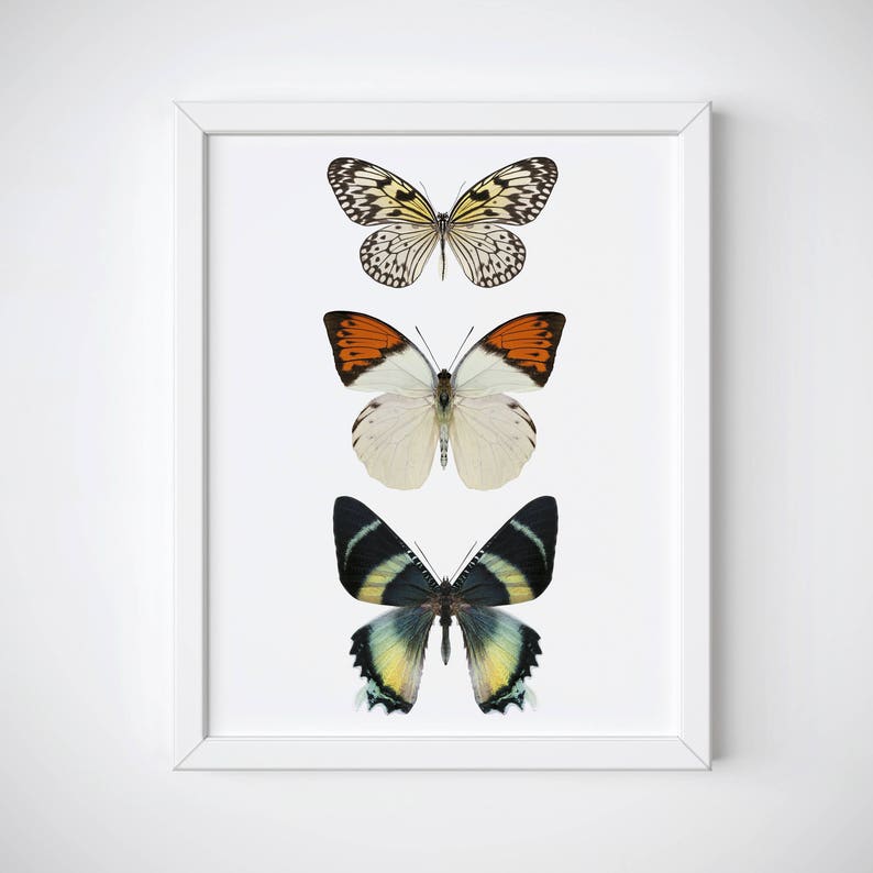 May include: A framed print featuring three butterflies with different wing patterns and colors. The butterflies are arranged vertically, with the top butterfly being black and white, the middle butterfly being white with orange and black accents, and the bottom butterfly being green and yellow with black accents.