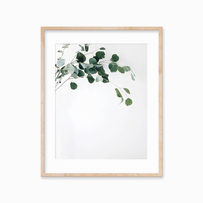 May include: A framed print of a sprig of eucalyptus leaves against a white background.