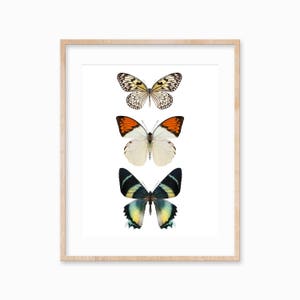 May include: A framed print featuring three butterflies in a vertical arrangement. The top butterfly is white with black markings, the middle butterfly is white with orange and black markings, and the bottom butterfly is green with black and yellow markings.