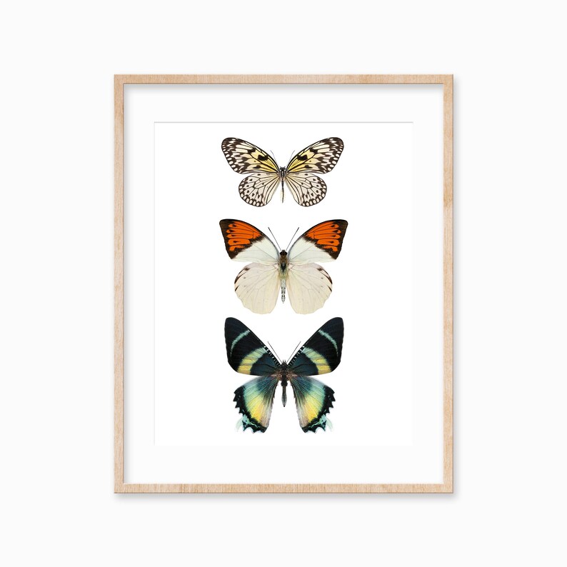 May include: A framed print featuring three butterflies in a vertical arrangement. The top butterfly is white with black markings, the middle butterfly is white with orange and black markings, and the bottom butterfly is green with black and yellow markings.
