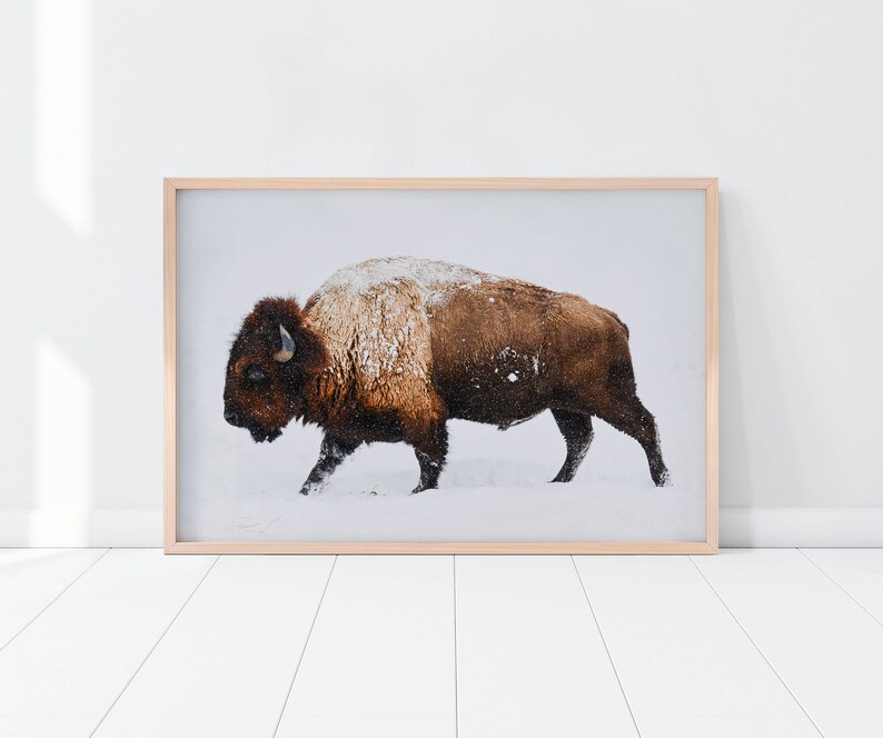Buffalo Art Print, Buffalo Wall Art, Nursery Poster, Buffalo Poster