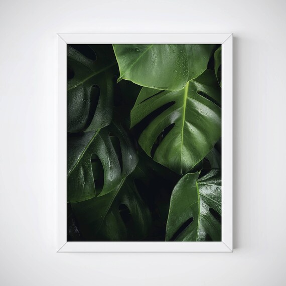Monstera Bltter Poster, Botanischer Wanddruck, Monstera Bltter Wandkunst,  Botanische Wandkunst, Grnes Blatt Druck, Monstera Fotografie - Etsy  sterreich