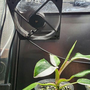 Puede incluir: Un ventilador de ordenador negro montado en una superficie de pl&aacute;stico transparente, con una planta verde y blanca variegada en una maceta de pl&aacute;stico transparente en primer plano.