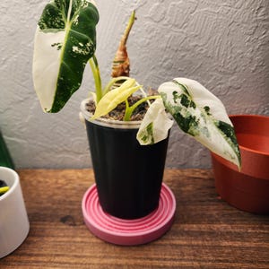 May include: A potted Alocasia plant with large, variegated leaves in shades of white and green. The plant is in a black pot, sitting on a pink coaster. The background is a textured gray wall.