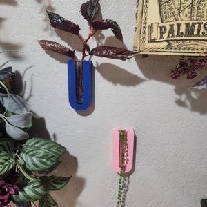 May include: Two wall mounted plant holders, one blue and one pink, with a clear glass tube for holding a plant. The blue holder has a leafy plant with dark red leaves. The pink holder has a trailing plant with small green leaves.