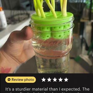May include: A clear glass jar with a green lid, holding water and sprouting green onions. The jar has the word "NESTINO" printed on it. The green lid has multiple holes for the onions to grow through.