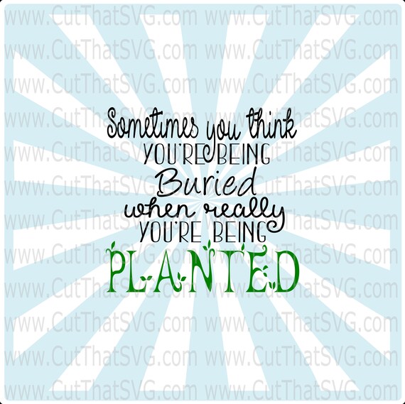 Download Being Planted Svg Graduation Svg Growing Svg Maturing Svg Etsy