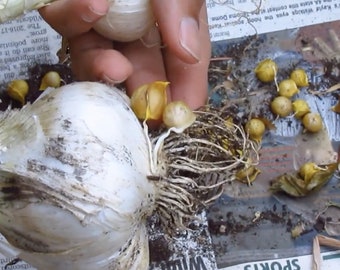 Non-GMO Elephant Garlic Corms fresh 2019 for fall planting