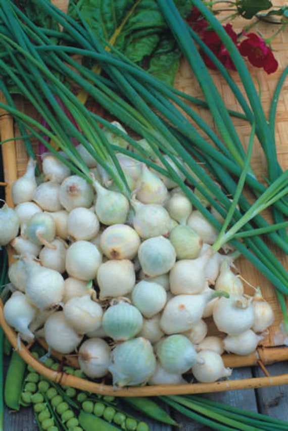 Onion Paris Silverskin Heirloom NON GMO Vegetable Seeds Onion Paris Silverskin Heirloom NON GMO Vegetable Seeds