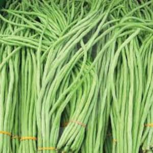HeirloomSupplySuccess 10 Heirloom yardlong yard long bean Vigna unguiculata seeds