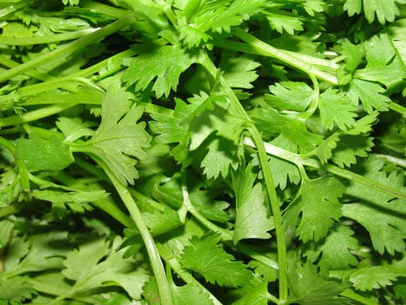 Leisure Coriander Seeds for Planting | Heirloom Cilantro Seed, Non-GMO Herb Seeds for Home Garden, Urban Homesteading, Gardening Gift