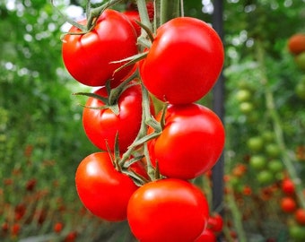 Small Red Cherry Tomato Seeds for Planting, Heirloom Non-GMO Sweet Slicing Tomatoes, High Yielding Bush Fruit Seed Packet, Home Garden Veg