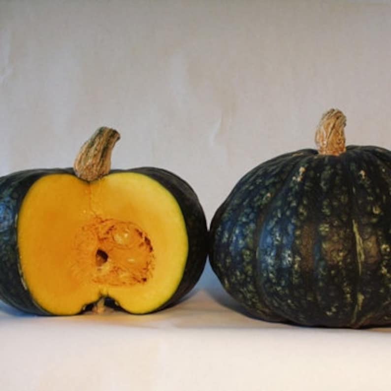 Heirloomsupplysuccess Heirloom Buttercup Winter Squash Pumpkin Etsy