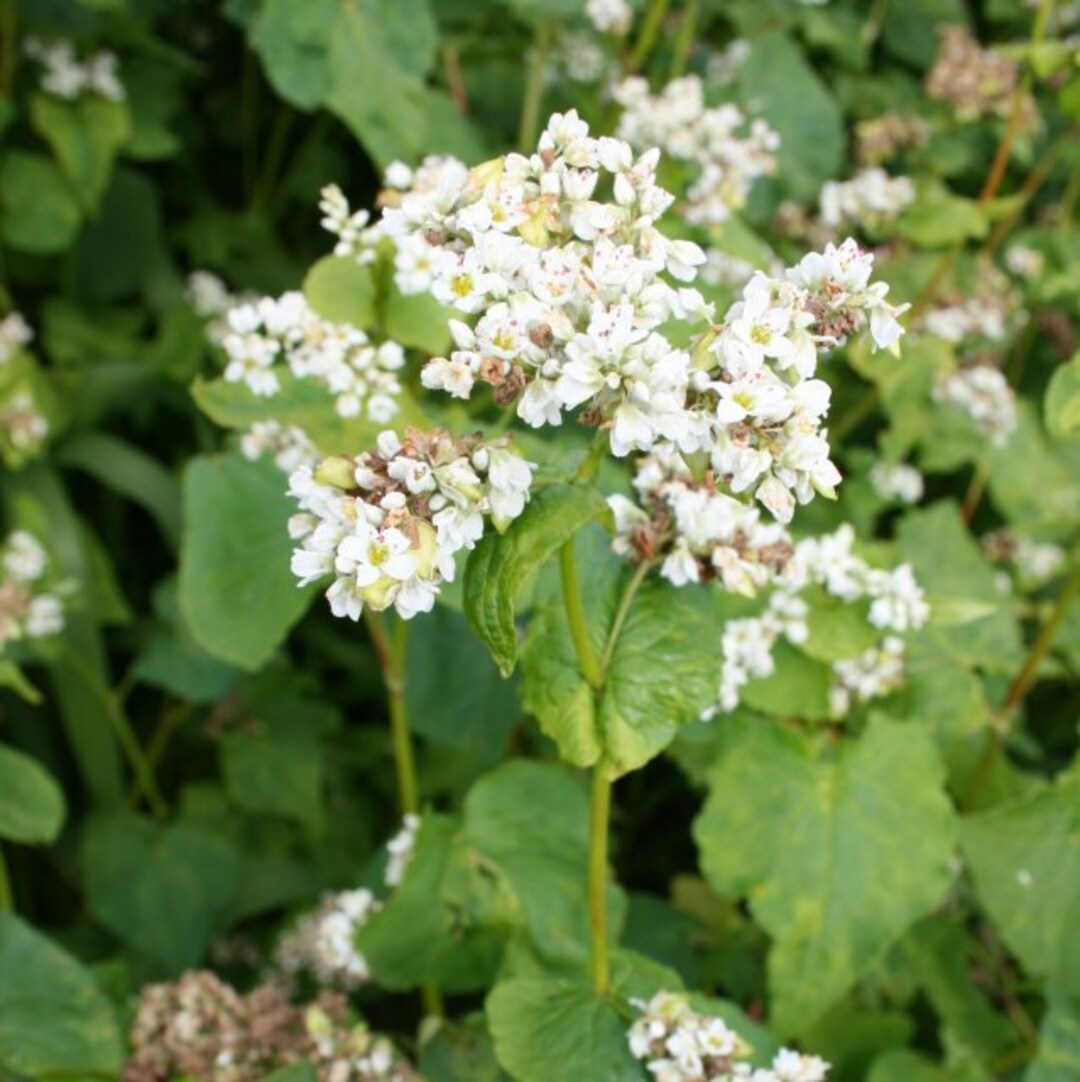 Heirloomsupplysuccess Heirloom Variety Moench / Mancan Buckwheat Seeds