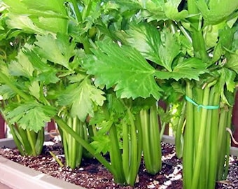 Tall Utah Celery Seeds for Planting, Heirloom Non-GMO Crisp Green Stalk Vegetable, Home Garden Leafy Crop Seed Packet, Homesteading Seeds