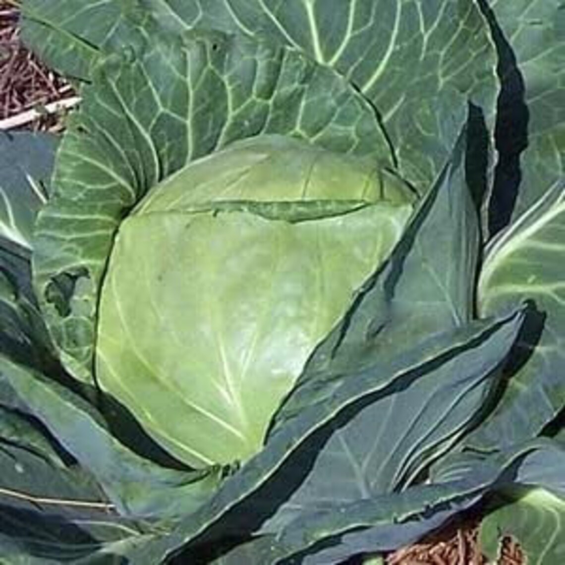 Heirloomsupplysuccess Heirloom Late Dutch Flat Cabbage Seeds Etsy