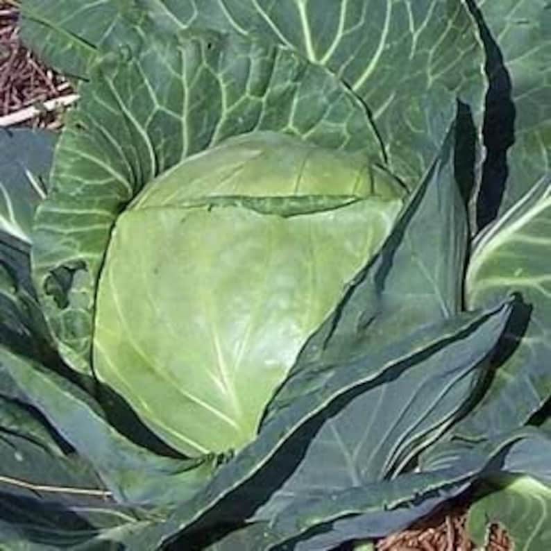 Heirloomsupplysuccess Heirloom Late Dutch Flat Cabbage Seeds Etsy