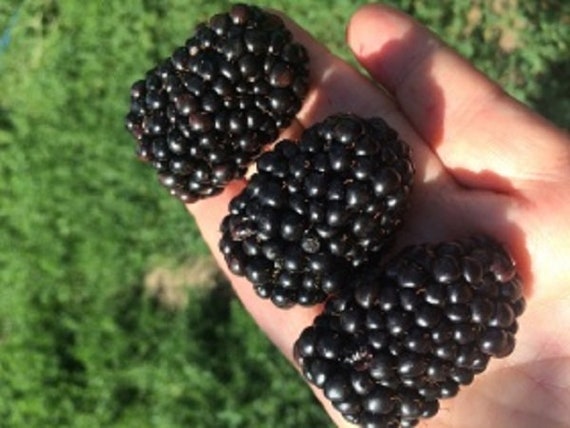 Heirloomsupplysuccess Heirloom Giant Blackberry Seeds thornless