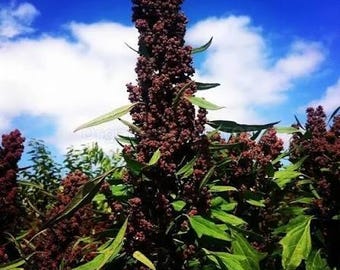 Black Quinoa Seeds, Heirloom Chenopodium Quinoa Ancient Grain, Non GMO High Protein Microgreen Forage, Homesteading Backyard Garden Seed