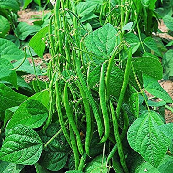 Heirloomsupplysuccess Heirloom Provider Bush Bean Seeds - Etsy