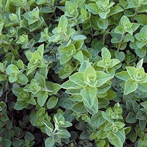 May include: Close-up of oregano plant with vibrant green leaves. The leaves have a slightly rounded shape and are densely packed together, creating a lush, textured appearance. The image showcases the plant's natural beauty and freshness.