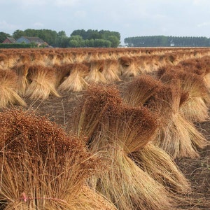 HeirloomSupplySuccess Heirloom Flax Seeds