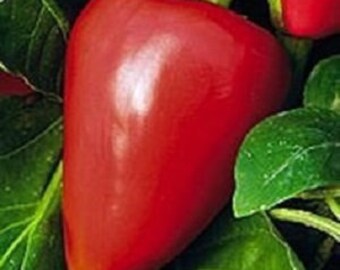 HeirloomSupplySuccess Heirloom Pimiento / Pimento Pepper seeds