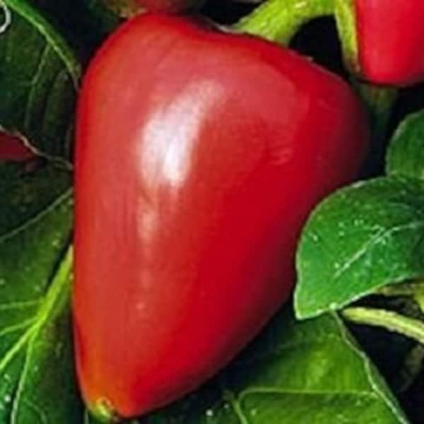 Pimento Pepper Plant Etsy