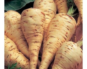 All American Parsnip Seeds for Planting, Heirloom Non-GMO Winter Root Vegetable, Sweet White Parsnip Seed Packet, Home Garden Vegetable Crop