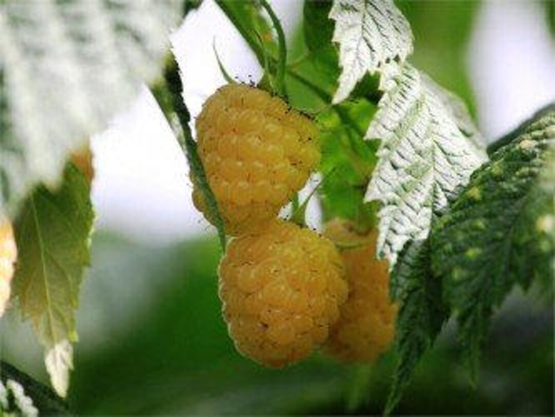 Genuine Heirloomsupplysuccess Yellow Raspberry (A.K.A. Raspberry Anne ...
