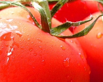 Homestead Tomato Seeds    B220 