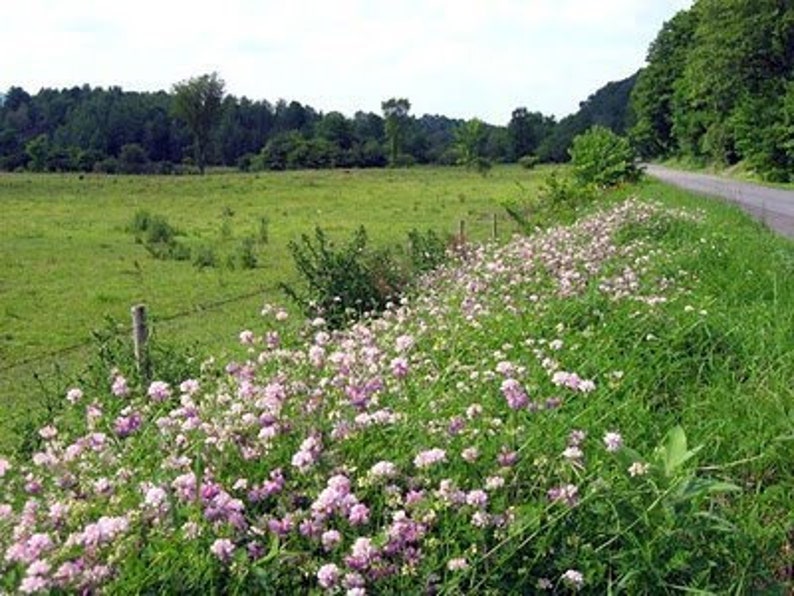 Heirloomsupplysuccess Heirloom Penngift Crown Vetch Seeds - Etsy