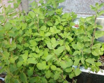 Sweet Marjoram Seeds, Heirloom Origanum Majorana Culinary Herb, Non GMO Aromatic Seasoning Spice, Backyard Homestead Garden Plant Seed