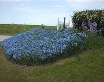 Lewis Blue Flax Flower Seeds for Planting, Heirloom Non-GMO Perennial Wildflower Seed Packet, Royal Blue Linum Lewisii Blooms, Meadow Garden