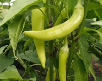 Sweet Banana Pepper Seeds for Planting, Non-GMO Heirloom Vegetable Seed