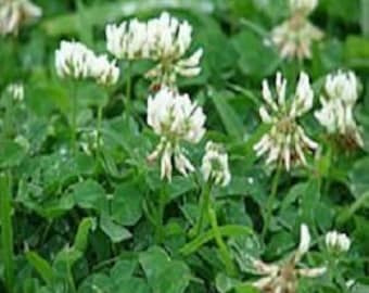 Ladino Dutch White Clover Seeds, Heirloom Trifolium Repens Ground Cover, Non GMO Perennial Lawn Alternative, Nitrogen Fixing Pasture Seed