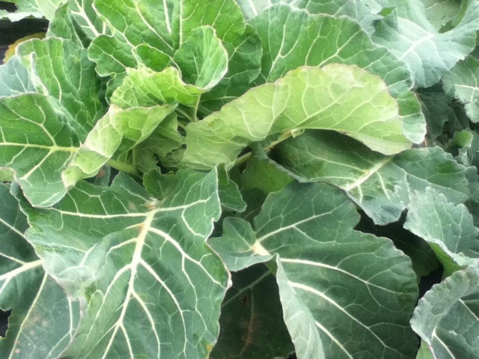 HeirloomSupplySuccess Heirloom Broad Leaf Collard Greens Seeds Etsy