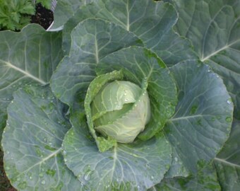 Early Jersey Wakefield Cabbage Seeds - Etsy
