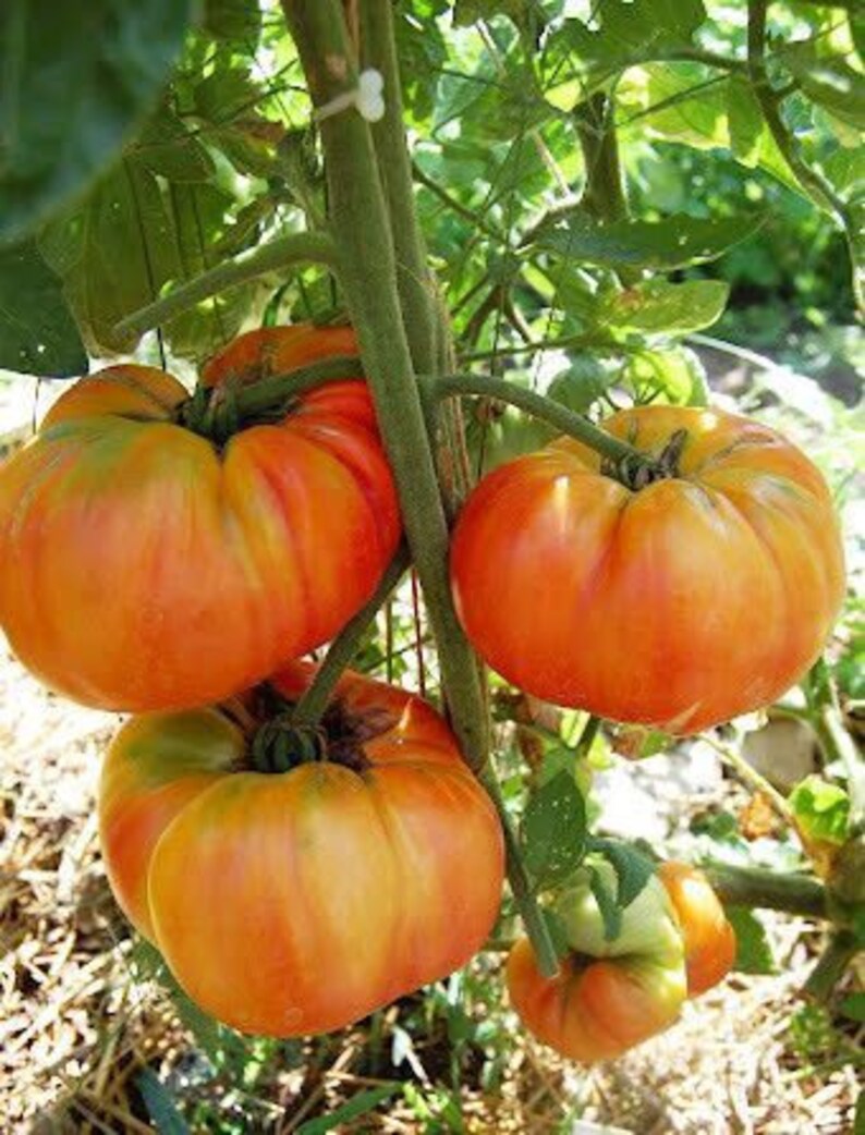 Heirloomsupplysuccess Heirloom Striped Old German Tomato Seeds Etsy
