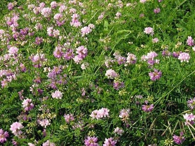 Heirloomsupplysuccess Heirloom Penngift Crown Vetch Seeds - Etsy