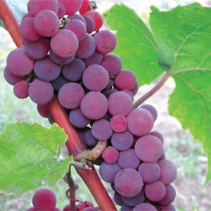 HeirloomSupplySuccess Heirloom Catawba Grape Seeds