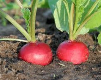 Early Scarlet Globe Radish Seeds Non GMO Heirloom Vegetable Gardening Seed for Planting Home Garden Fast Growing Spring Crisp Red Radishes