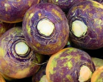 American Purple Top Rutabaga Seeds, Heirloom Sweet Yellow Root, Non GMO Frost Hardy Late Vegetable, Homestead Backyard Garden Seed