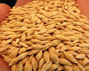 Common Grain Barley Seeds, Heirloom Hordeum Vulgare Cover Crop, Non GMO Fast Growing Cereal Malt, Backyard Homesteading Pasture See
