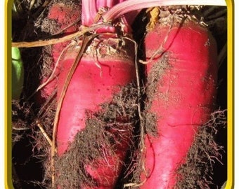 May include: Close-up of two freshly harvested beets. The beets are a vibrant red color, with visible dirt and roots clinging to their surfaces. The tops of the beets, with their green and pink stems, are also visible.