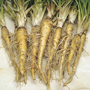 HeirloomSupplySuccess Heirloom Mammoth Salsify Seeds