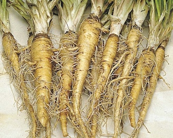 Mammoth Salsify Seeds, Heirloom Oyster Plant Root Vegetable, Non GMO Unique Sweet Parsnip, Backyard Homesteading Garden Vegetable Seed