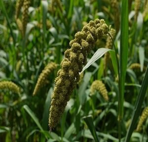 Heirloomsupplysuccess Heirloom Japanese Millet Seeds - Etsy