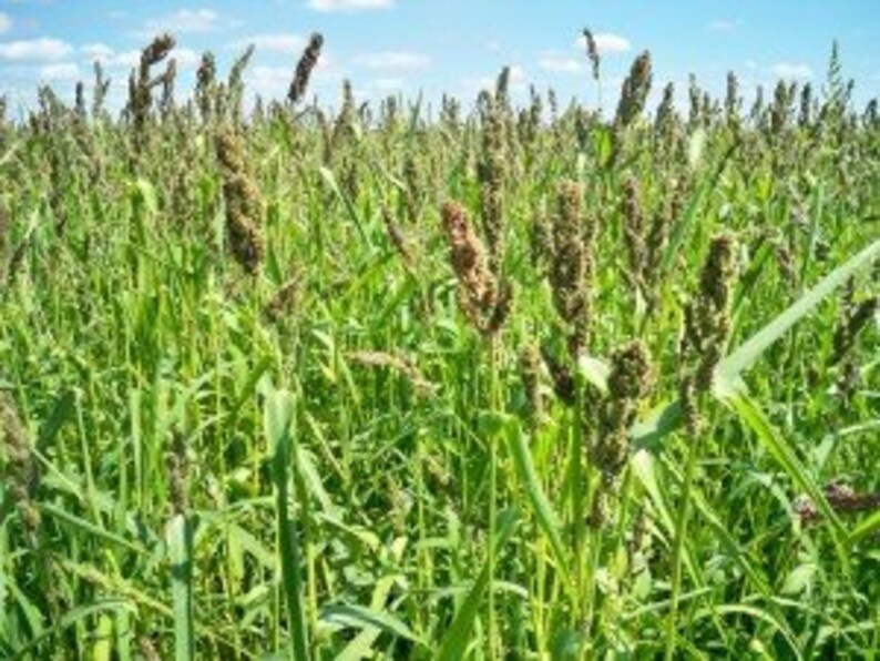 Heirloomsupplysuccess 400 Heirloom German Golden Millet Seeds Etsy