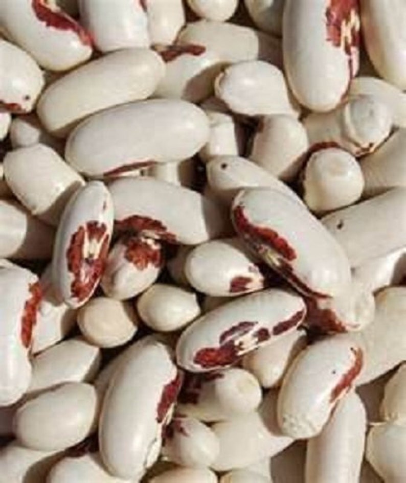 HeirloomSupplySuccess Heirloom Bean Peas Survival Kit 10 Etsy